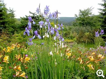 Taglilien und Wiesen Iris im Botanischen Garten Schellerhau