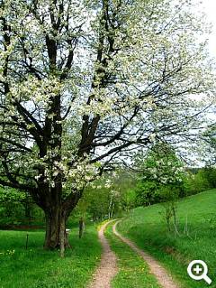 Idyllische Wanderwege rund um Schellerhau